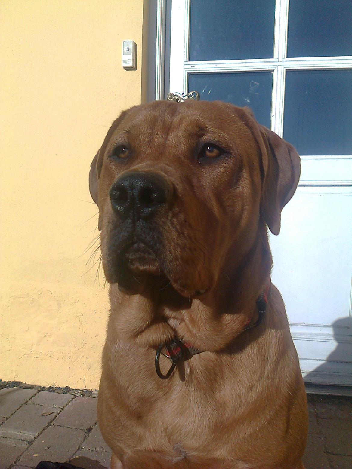 Broholmer 1 år gammel billede 40