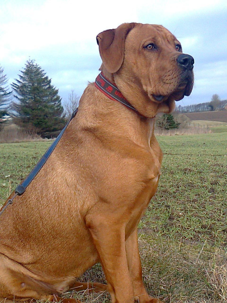 Broholmer 1 år gammel billede 41