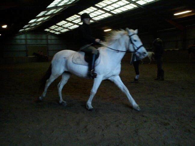 ridning på egedal rideskole - jose rider dressur billede 13