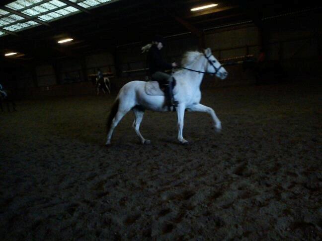 ridning på egedal rideskole - jose rider dressur billede 14