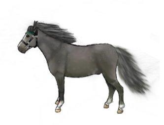 Lidt forskellige heste tegninger. - En Welsh Moutain pony xD billede 16