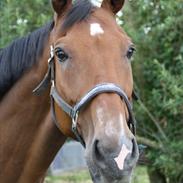 Min dejlige hest