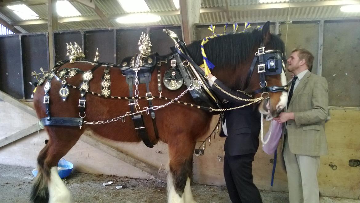 Verdens største shire show i Peterborough 2013 billede 1