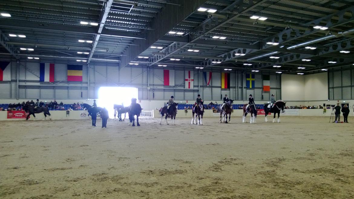 Verdens største shire show i Peterborough 2013 billede 2