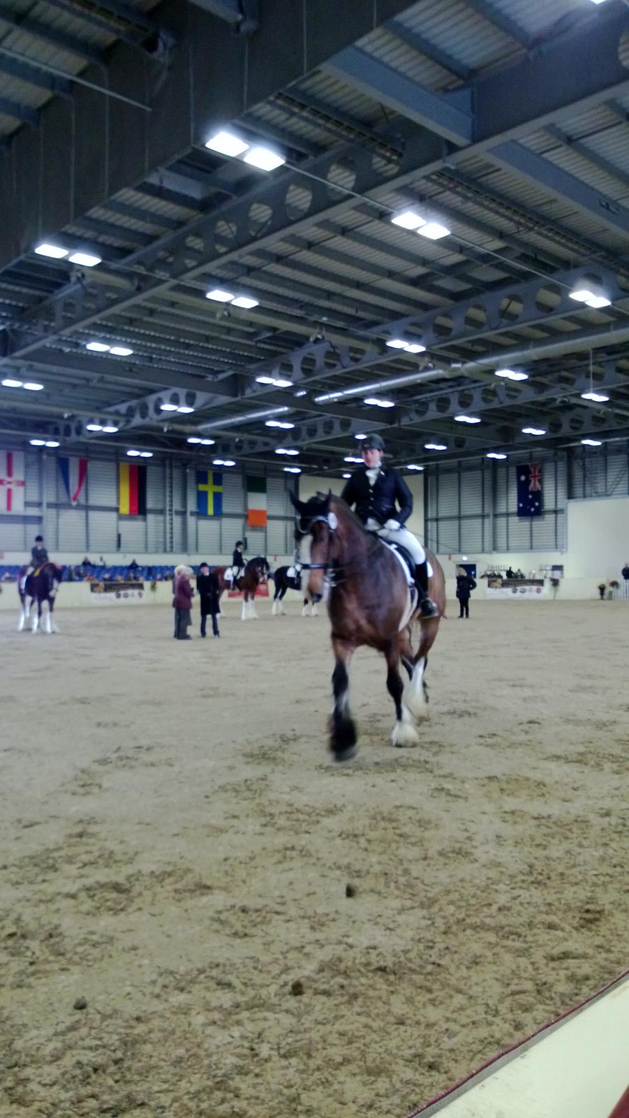 Verdens største shire show i Peterborough 2013 billede 3