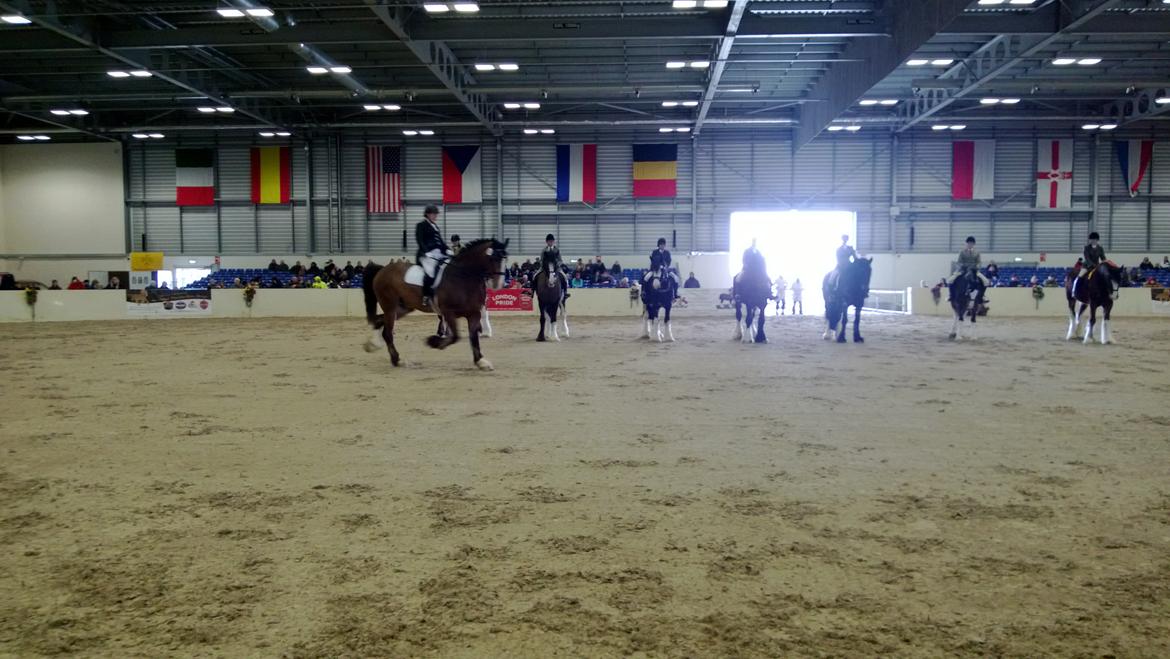 Verdens største shire show i Peterborough 2013 billede 4