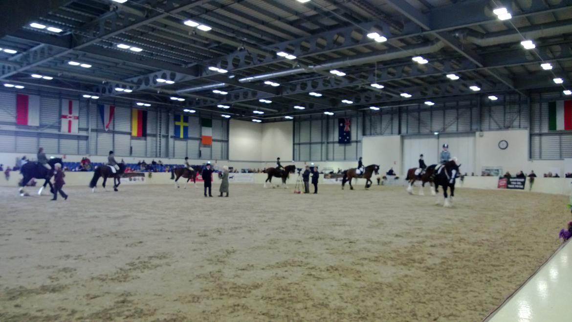 Verdens største shire show i Peterborough 2013 billede 5