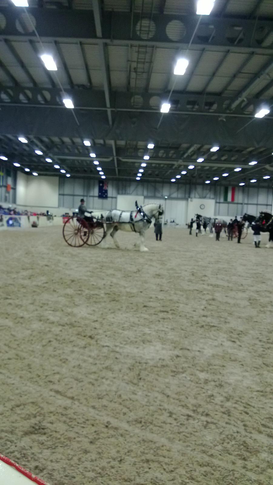 Verdens største shire show i Peterborough 2013 billede 8