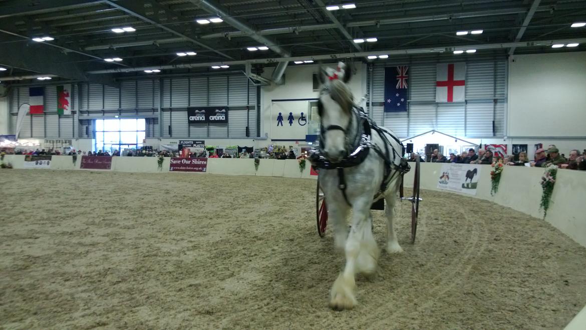 Verdens største shire show i Peterborough 2013 billede 10