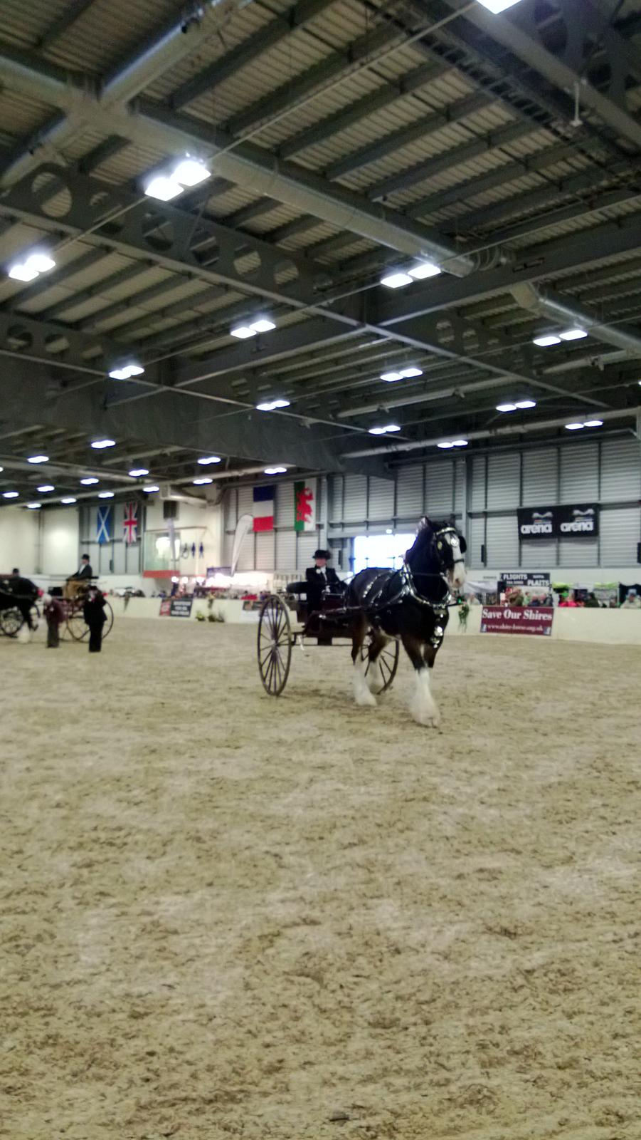 Verdens største shire show i Peterborough 2013 billede 13