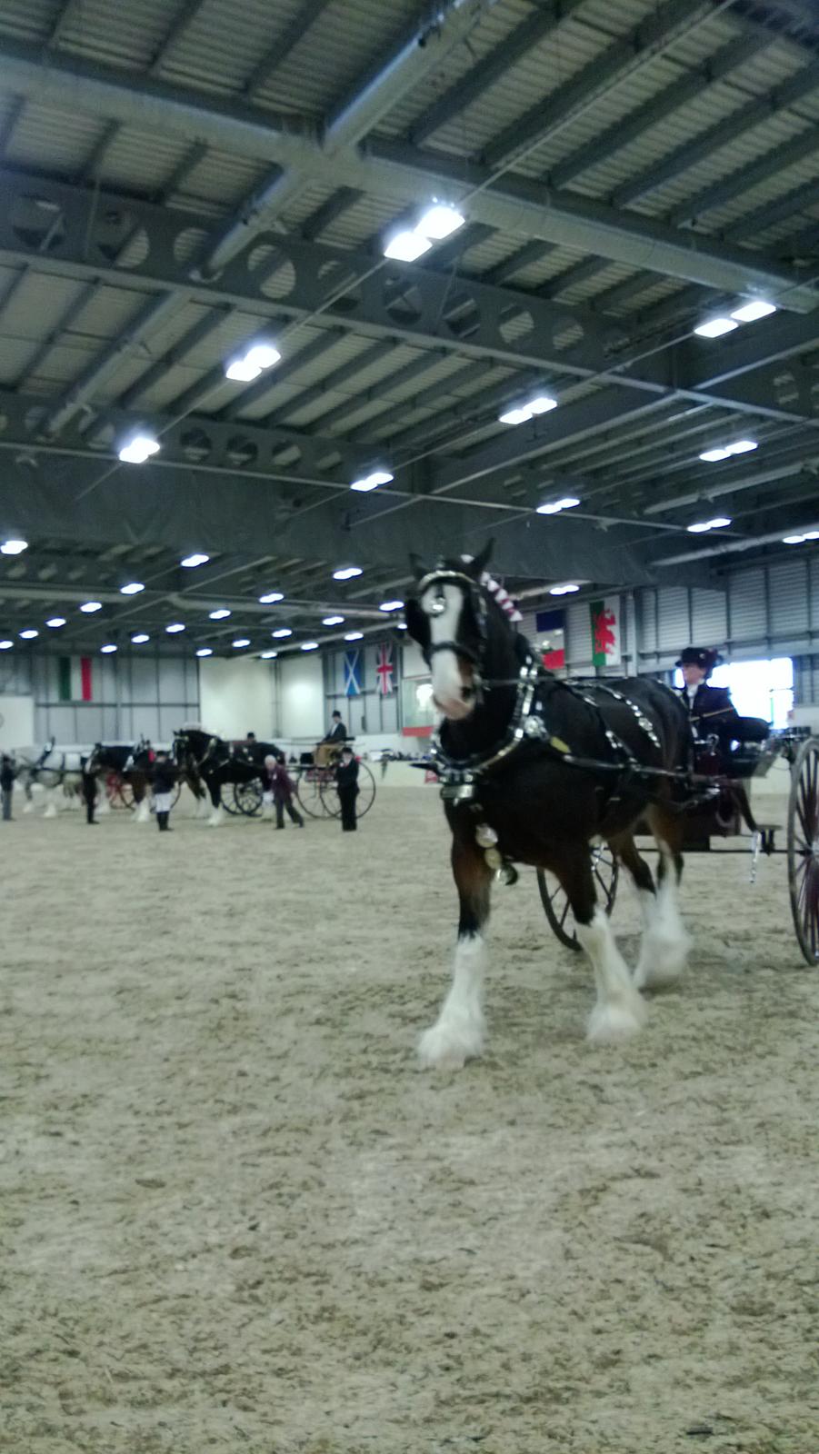 Verdens største shire show i Peterborough 2013 billede 14