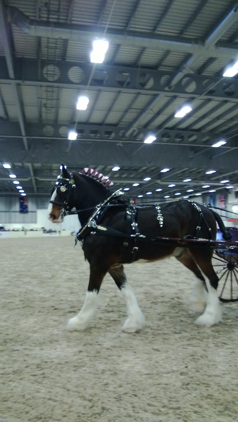 Verdens største shire show i Peterborough 2013 billede 15