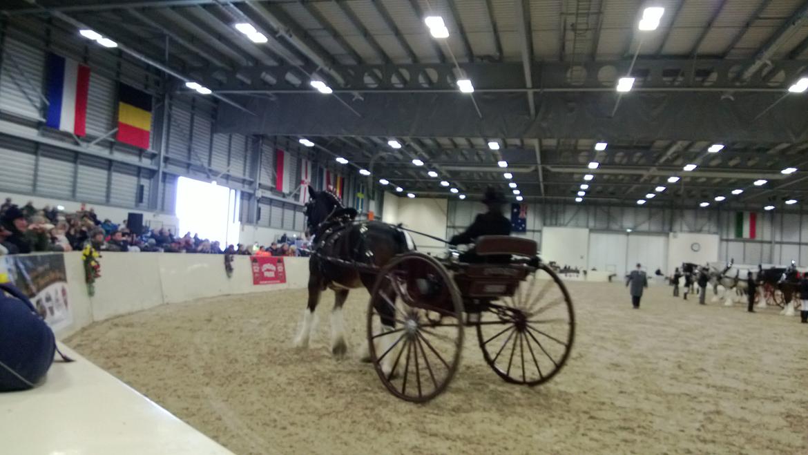 Verdens største shire show i Peterborough 2013 billede 16