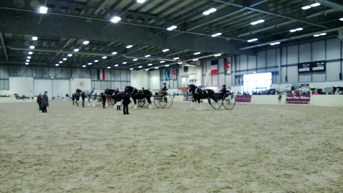 Verdens største shire show i Peterborough 2013 billede 17