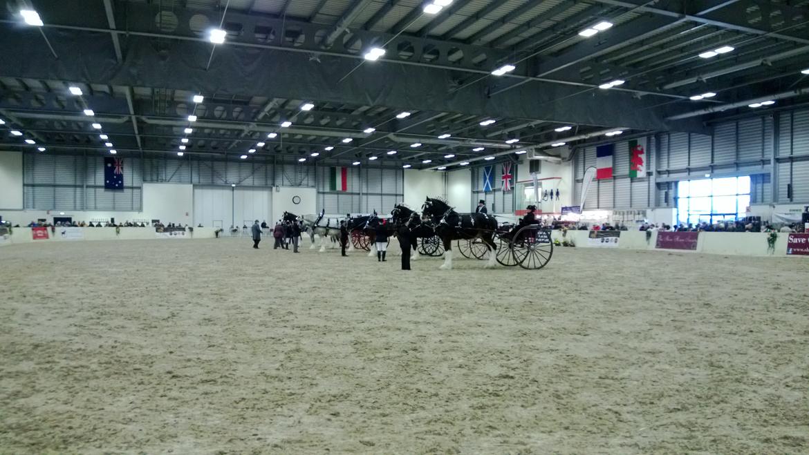 Verdens største shire show i Peterborough 2013 billede 18