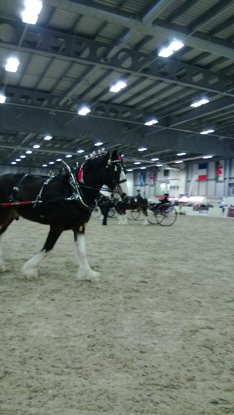 Verdens største shire show i Peterborough 2013 billede 19