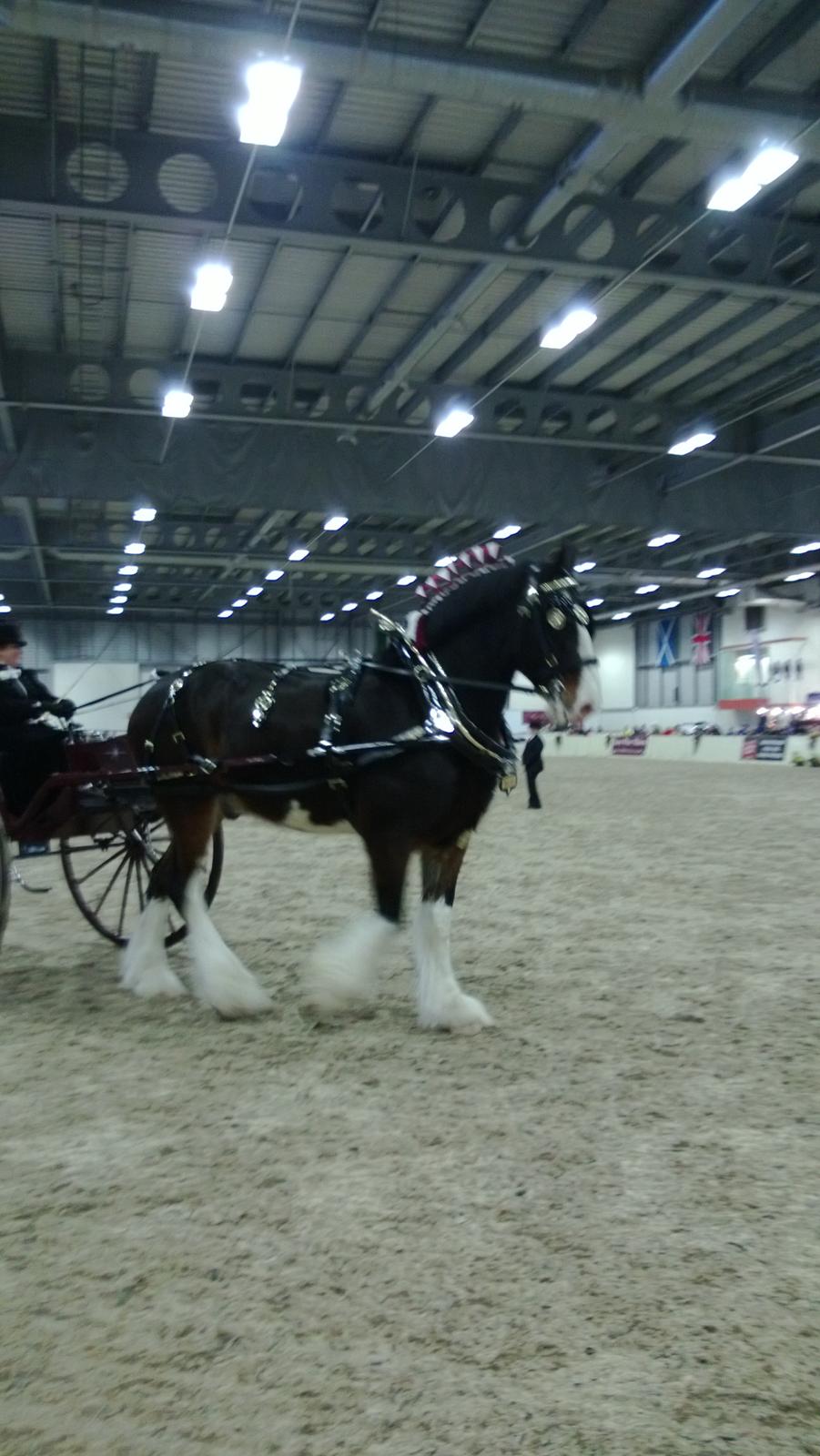 Verdens største shire show i Peterborough 2013 billede 20