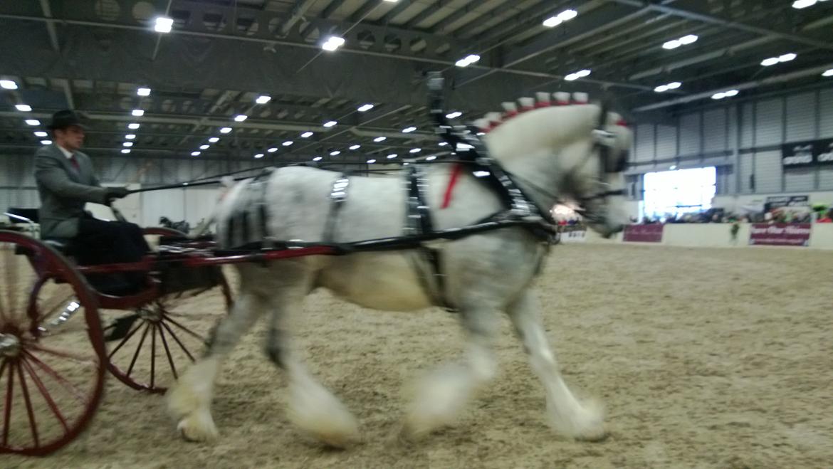 Verdens største shire show i Peterborough 2013 billede 21