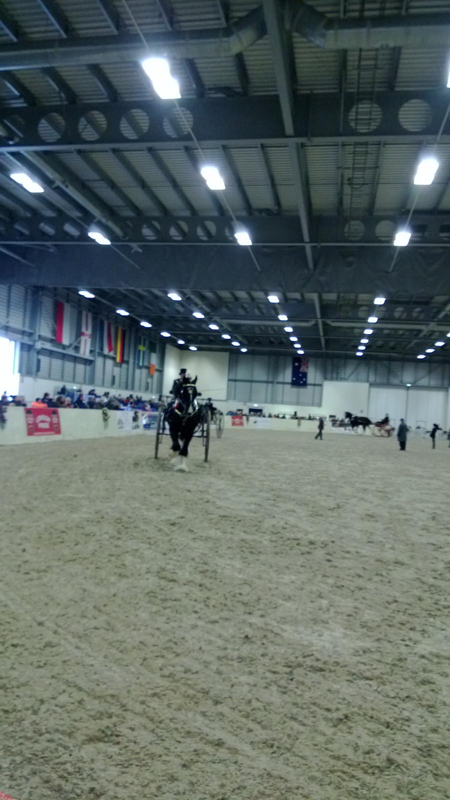 Verdens største shire show i Peterborough 2013 billede 23