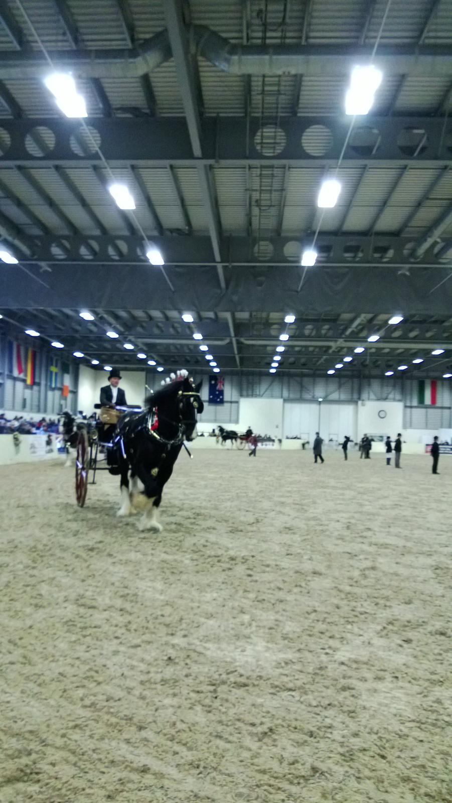 Verdens største shire show i Peterborough 2013 billede 24