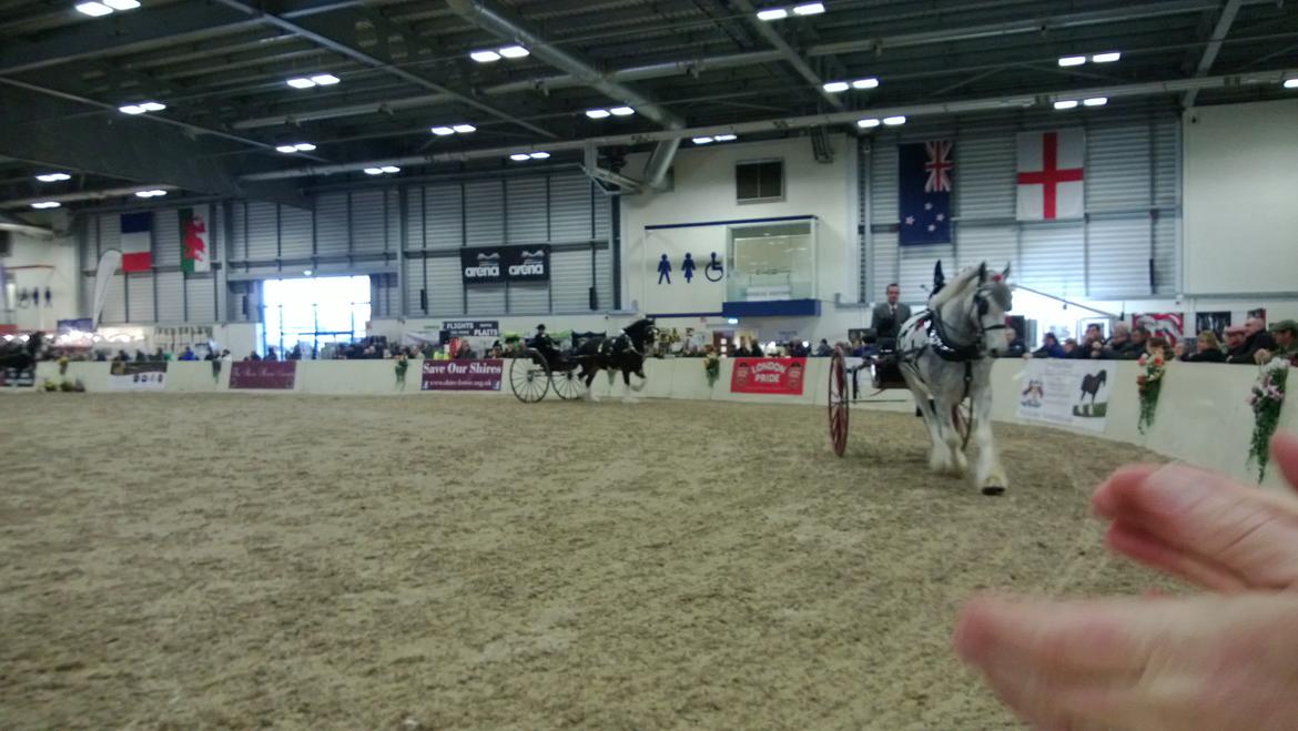 Verdens største shire show i Peterborough 2013 billede 28