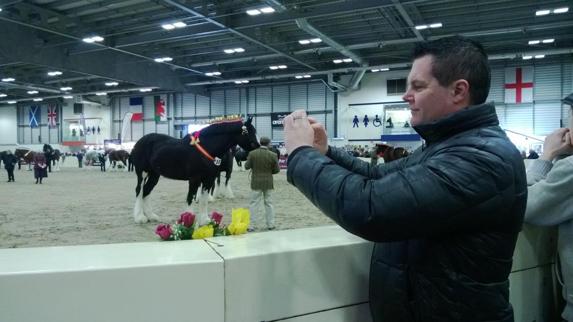 Verdens største shire show i Peterborough 2013 billede 29