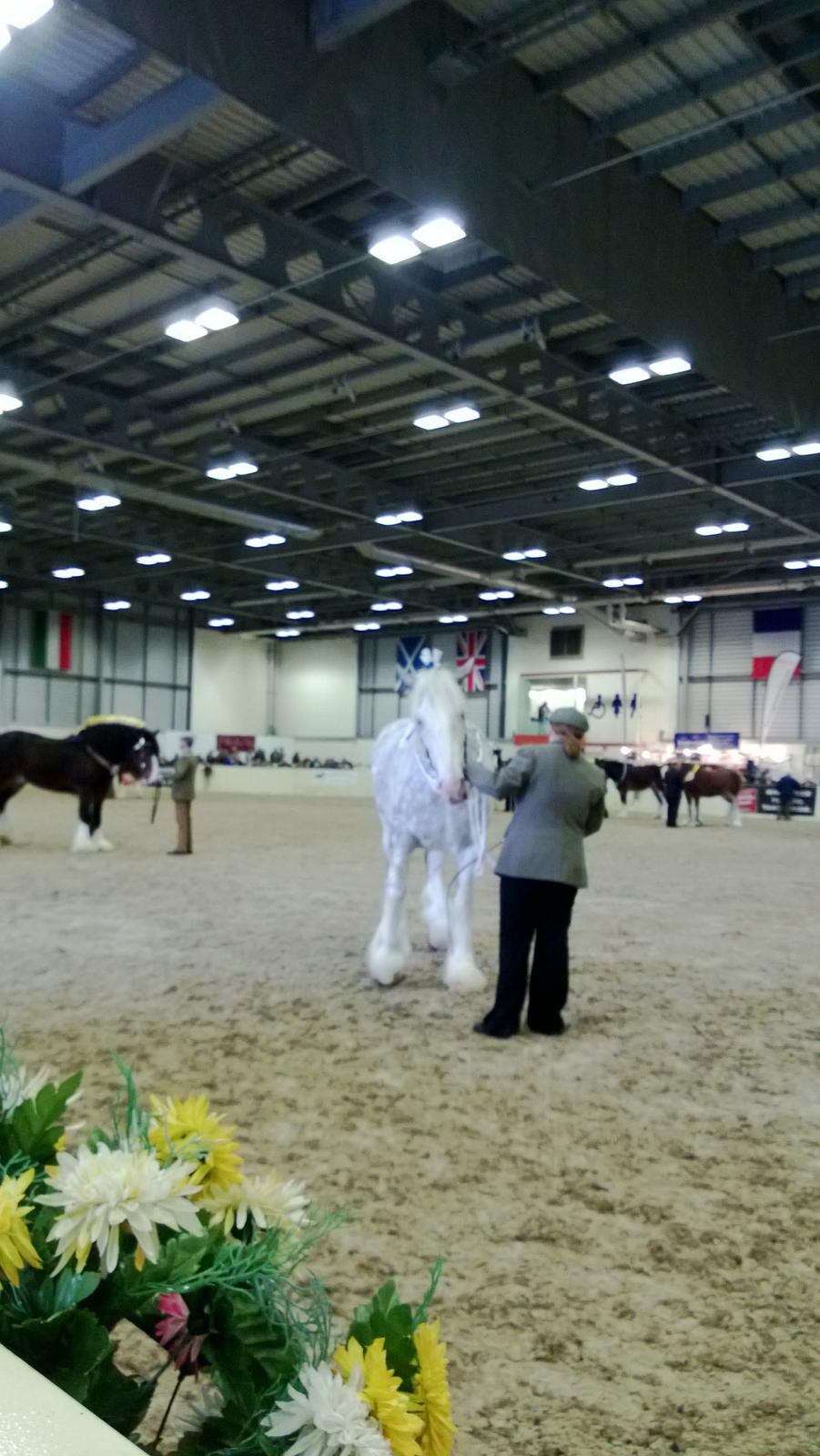 Verdens største shire show i Peterborough 2013 billede 30