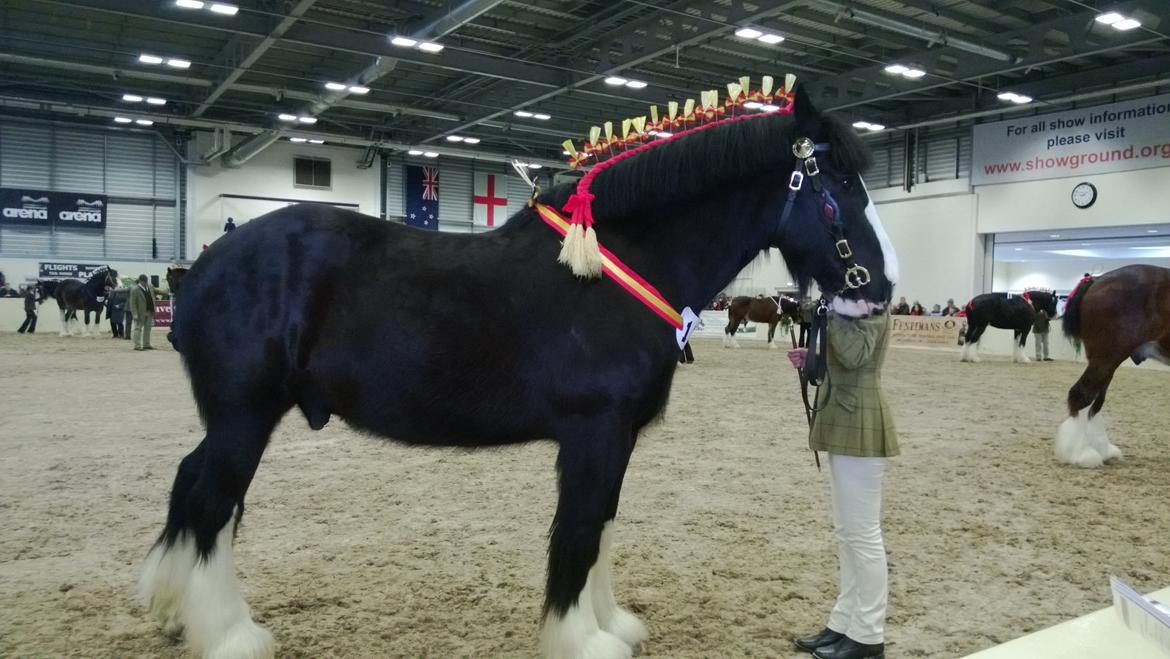 Verdens største shire show i Peterborough 2013 billede 31