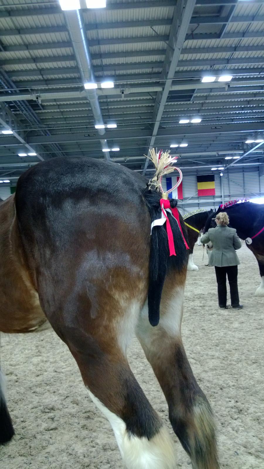 Verdens største shire show i Peterborough 2013 billede 32