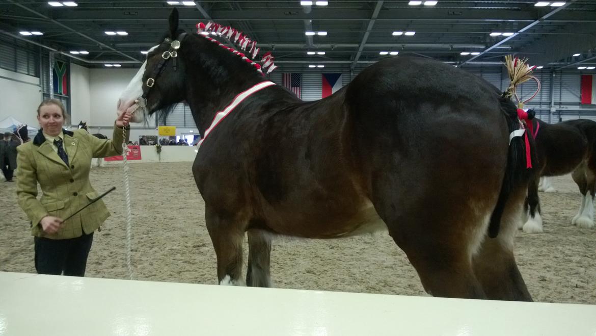 Verdens største shire show i Peterborough 2013 billede 33