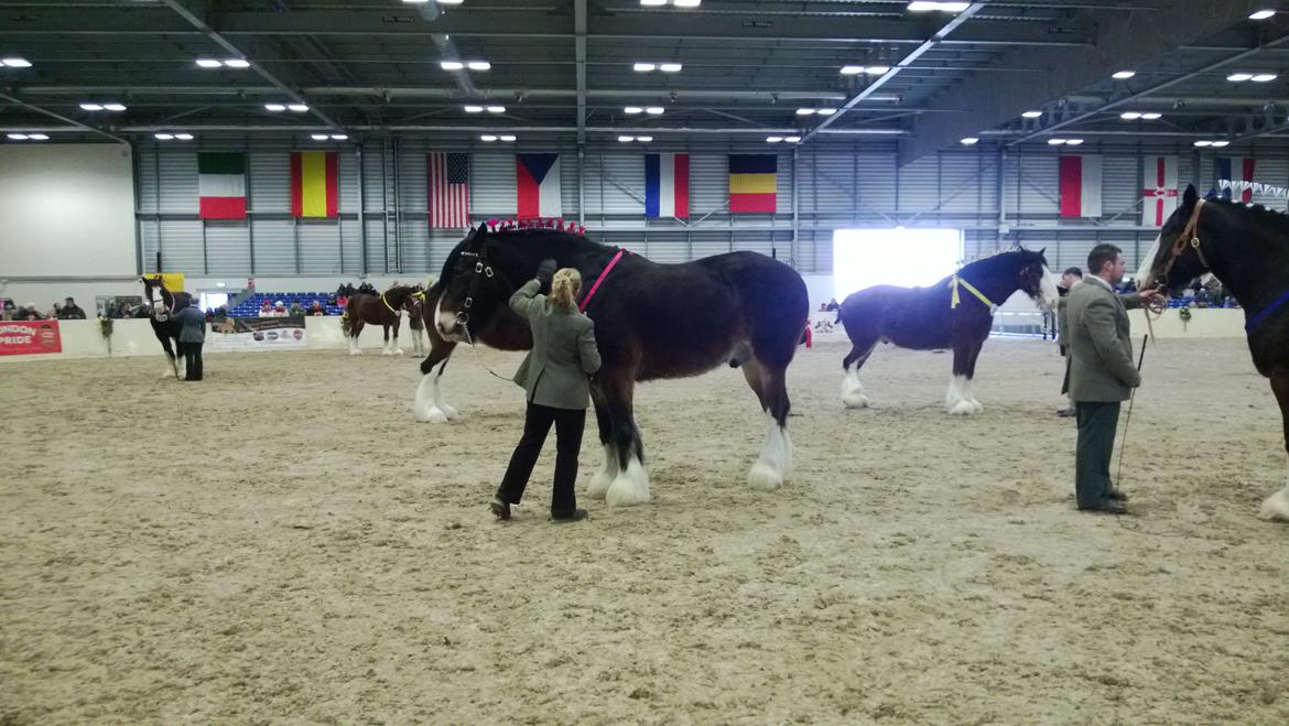 Verdens største shire show i Peterborough 2013 billede 34