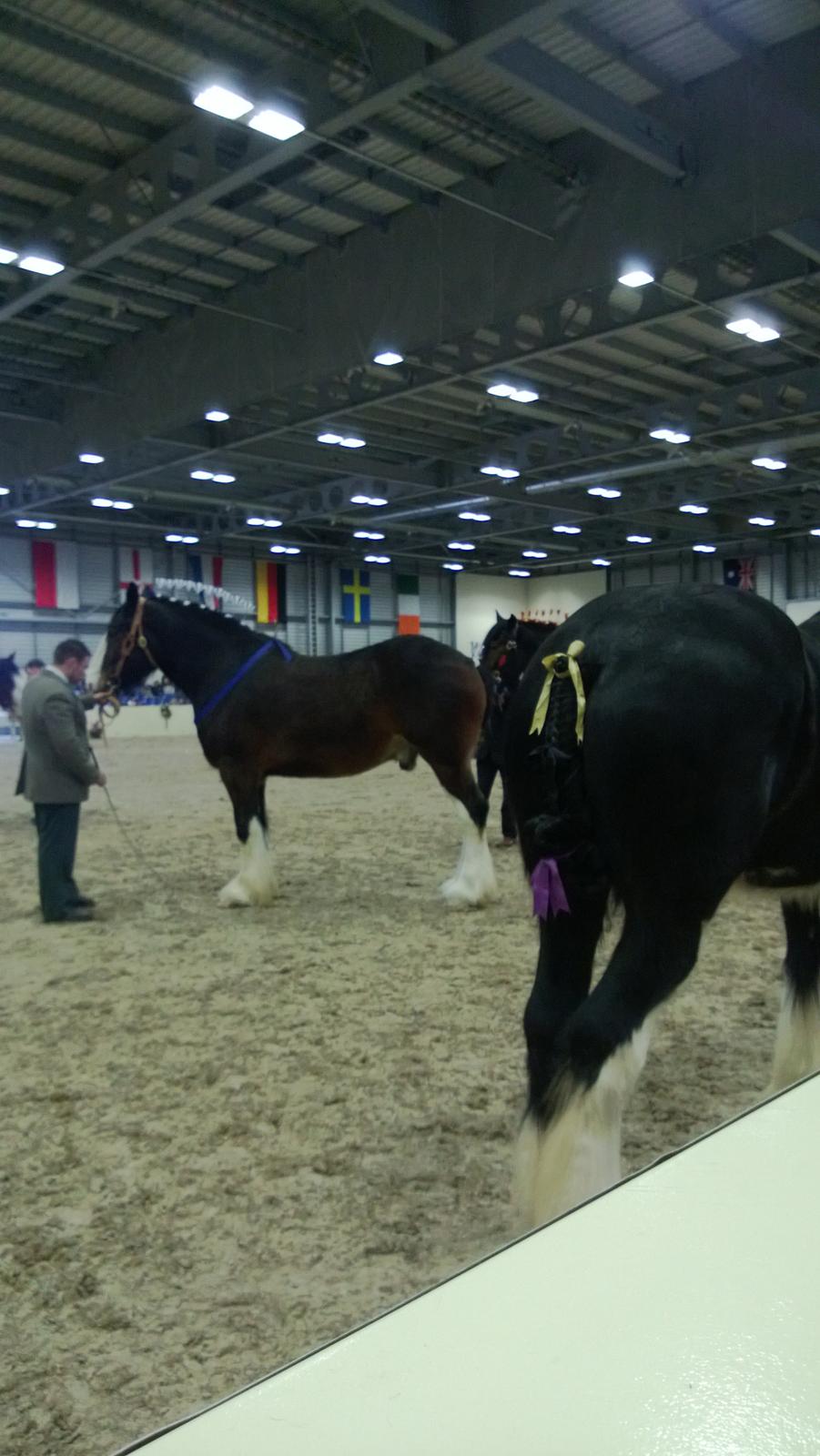 Verdens største shire show i Peterborough 2013 billede 35