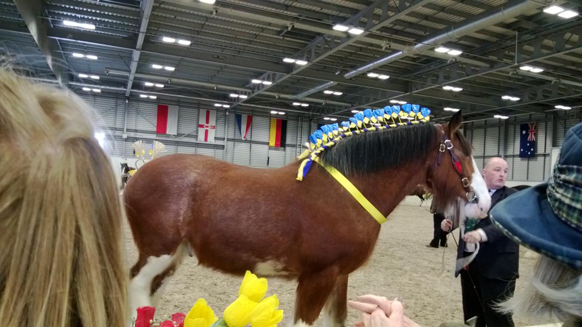 Verdens største shire show i Peterborough 2013 billede 36