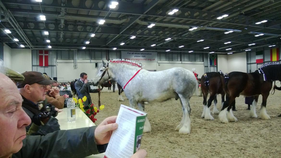 Verdens største shire show i Peterborough 2013 billede 38