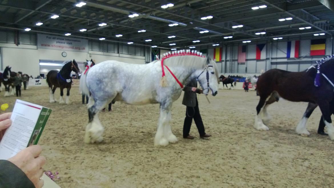 Verdens største shire show i Peterborough 2013 billede 40