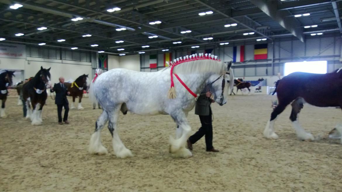 Verdens største shire show i Peterborough 2013 billede 41