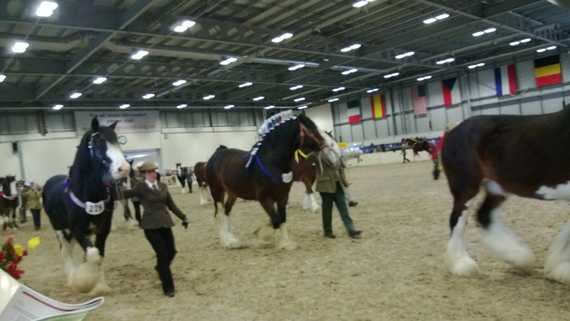 Verdens største shire show i Peterborough 2013 billede 43