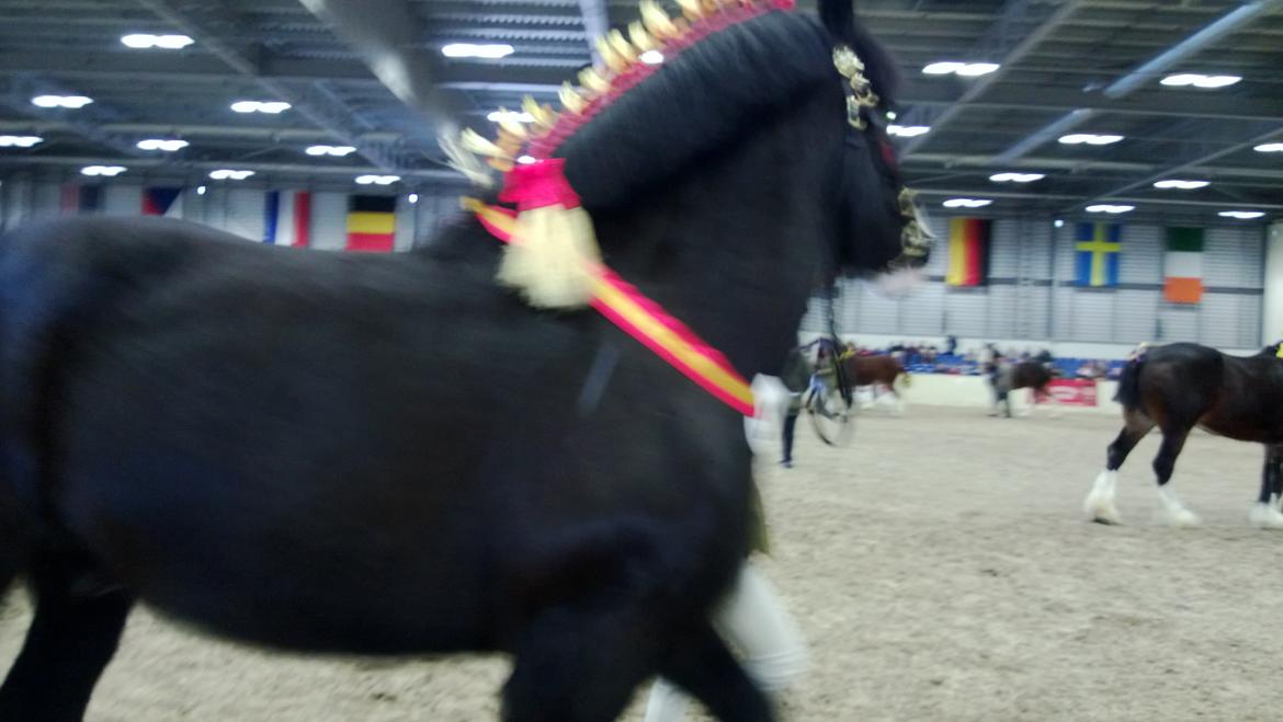 Verdens største shire show i Peterborough 2013 billede 45