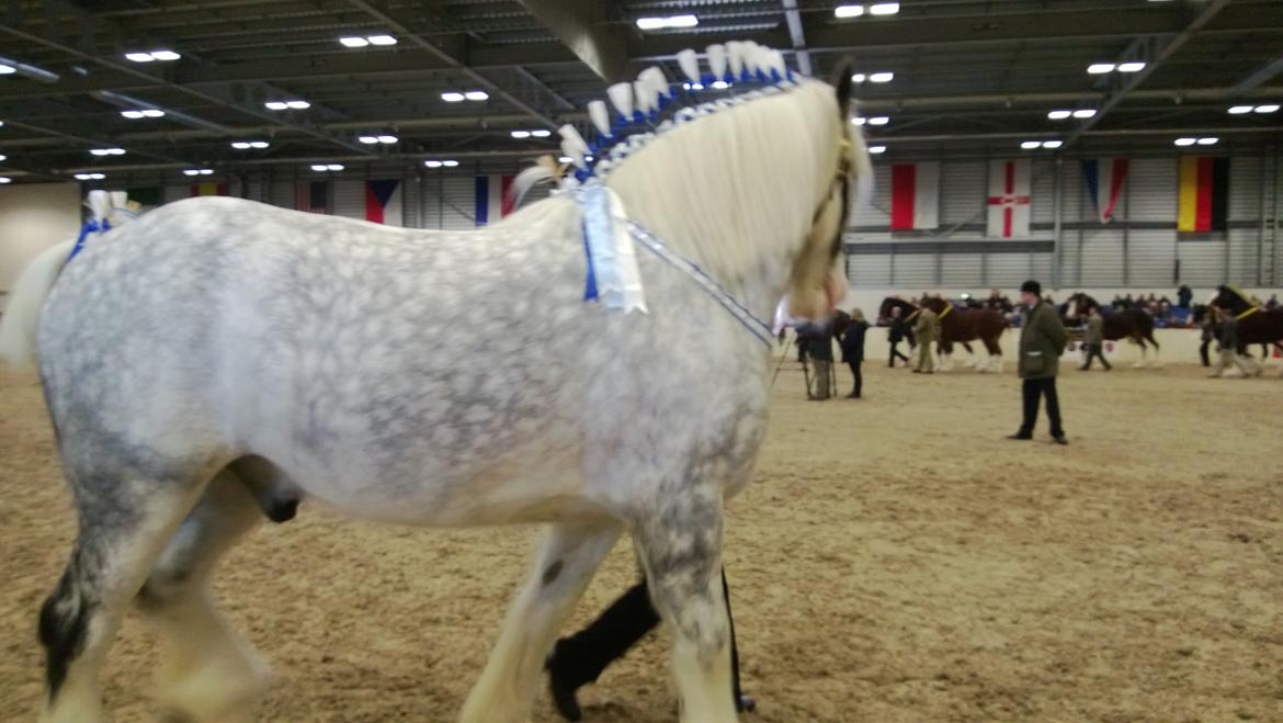 Verdens største shire show i Peterborough 2013 billede 46