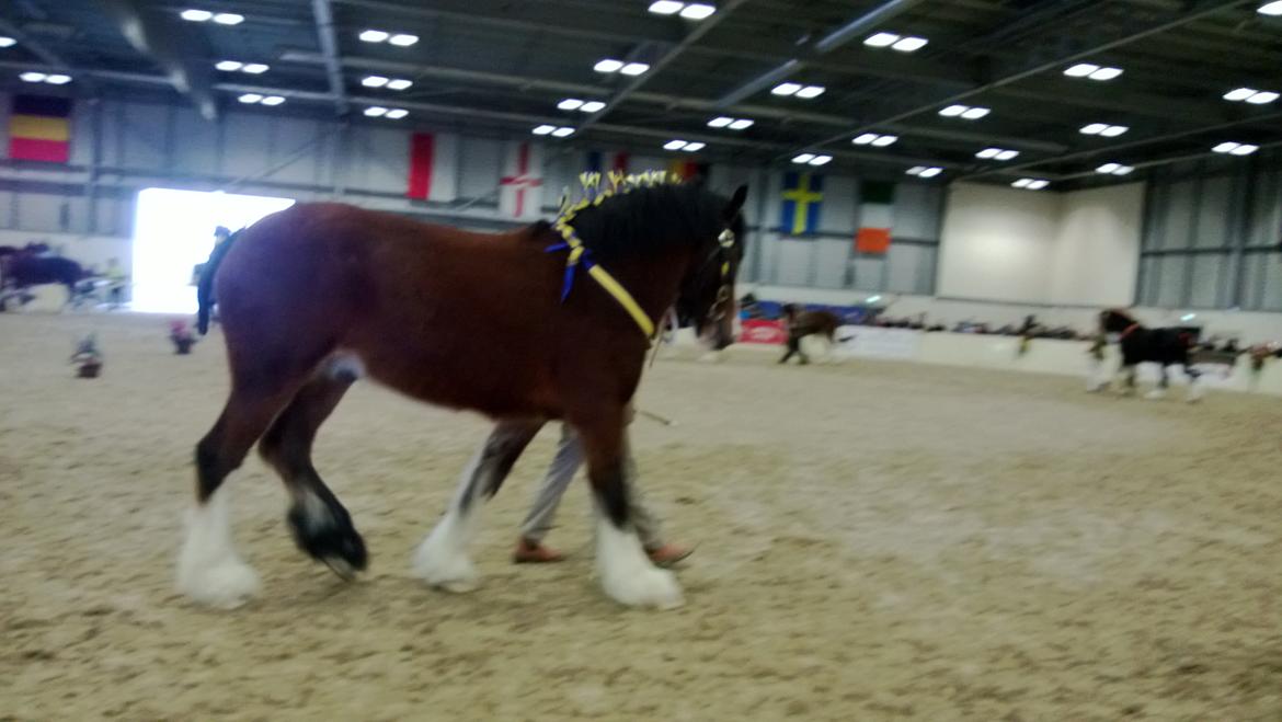 Verdens største shire show i Peterborough 2013 billede 47