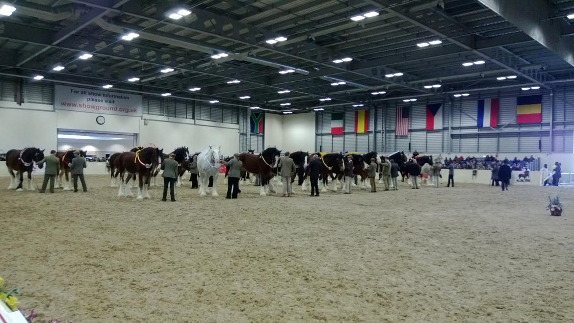 Verdens største shire show i Peterborough 2013 billede 48