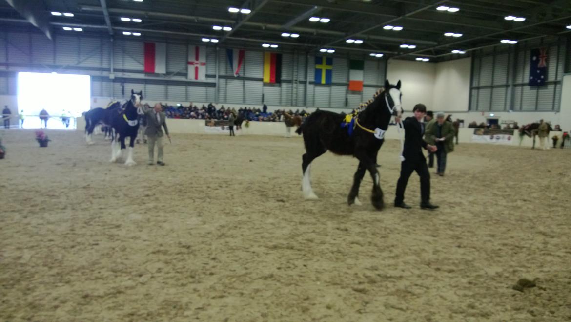 Verdens største shire show i Peterborough 2013 billede 49