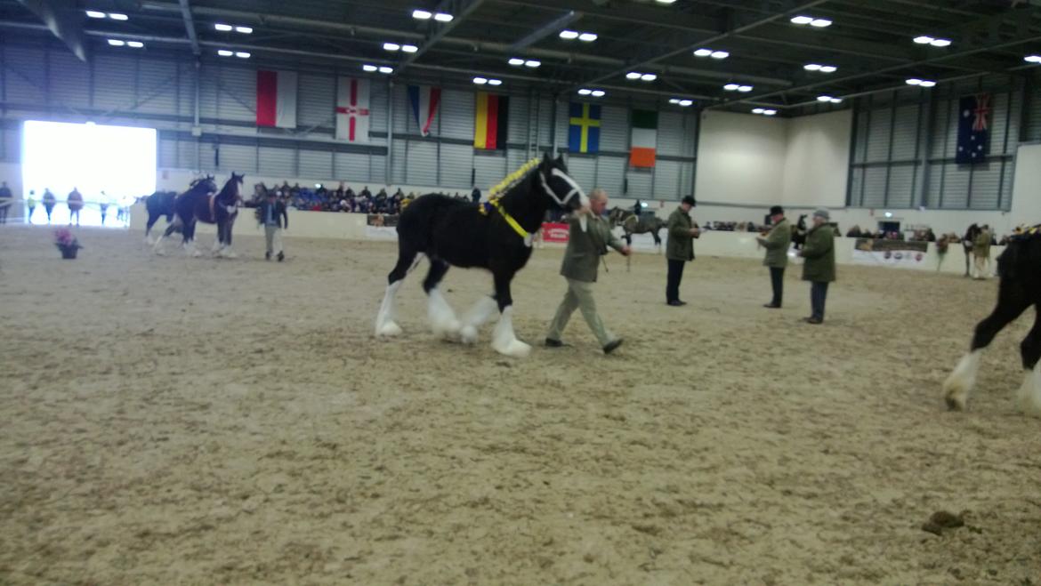 Verdens største shire show i Peterborough 2013 billede 50