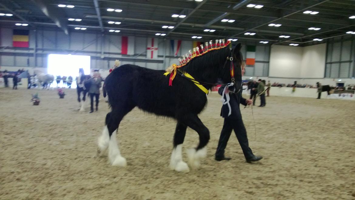 Verdens største shire show i Peterborough 2013 billede 52