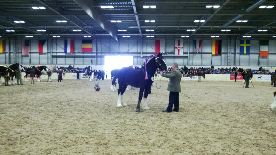 Verdens største shire show i Peterborough 2013 billede 54