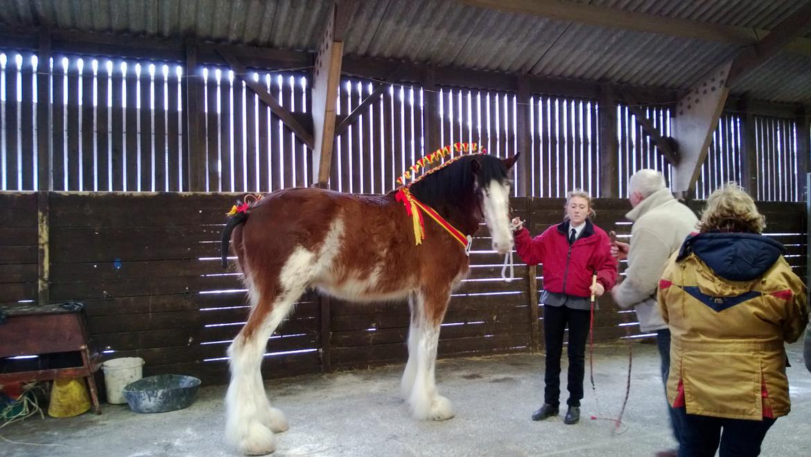 Verdens største shire show i Peterborough 2013 billede 61