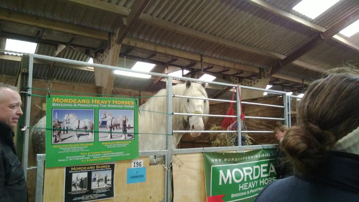 Verdens største shire show i Peterborough 2013 billede 62