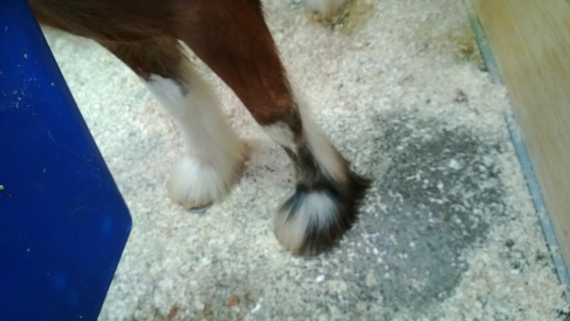 Verdens største shire show i Peterborough 2013 billede 63