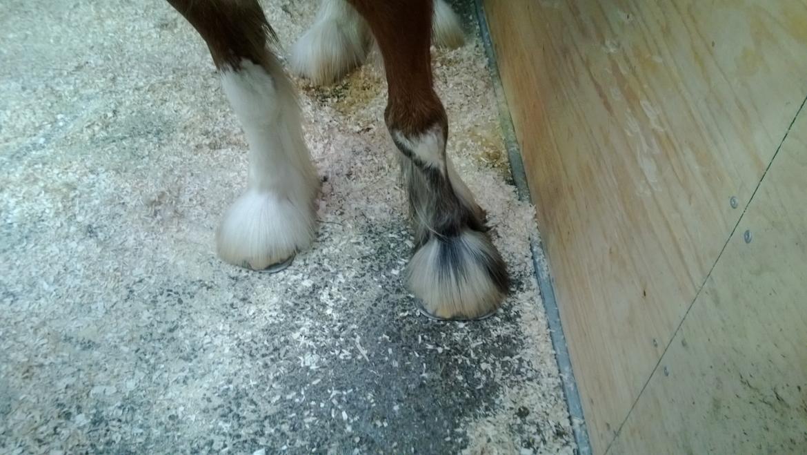 Verdens største shire show i Peterborough 2013 - Skoes meget bredt, for at gøre hoven større at se på, samt ændre hestens gang.
(Se de næsten firkantede sko, der er bredere end hoven) billede 64