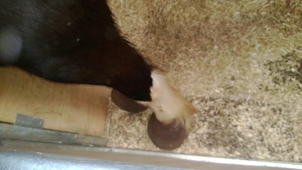 Verdens største shire show i Peterborough 2013 billede 65